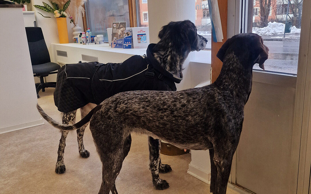 Vetvet Djurklinik: En djurklinik med hjärtat på rätt plats