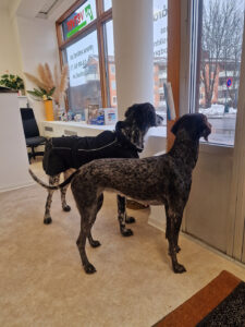 Hundarna kikar ut från Vetvets klinik i Åkersberga.